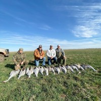 Sandhill Crane 