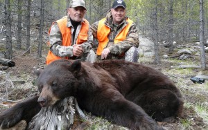 Black Bear
