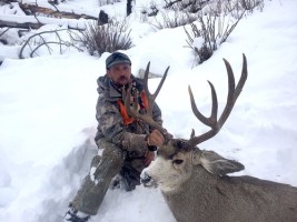 Mule Deer