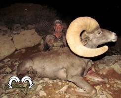 Bighorn Sheep