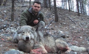 Wolf, Predators, Varmints