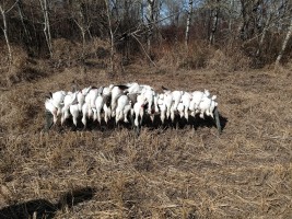 Spring Snow Goose