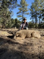 Mule Deer