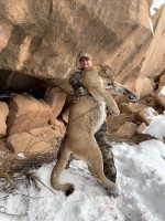 Mountain Lion