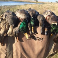 Hog, Dove, Quail, Turkey, Duck