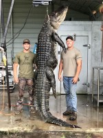 Alligator, hogs, coyotes