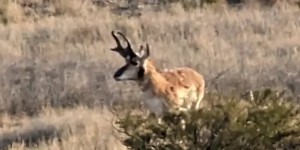 Pronghorn, Mule Deer, Whitetail, Turkey, Barbary Sheep, Game Birds