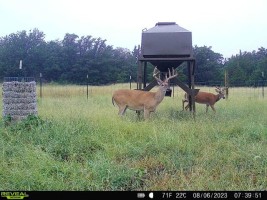 Whitetail, Hog