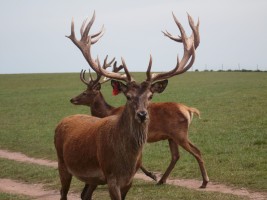 Whitetail, Elk, Bison, Red Stag