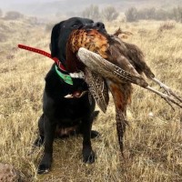 Pheasant, Chukar