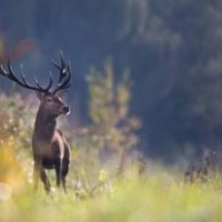 Whitetail, Elk, Fallow 