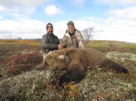 Brown Bear, Moose