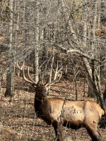 Whitetail, Elk, Fallow, Audad, Rams, Buffalo, Sika, Watusi, Texas Longhorn 