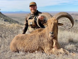 Aoudad