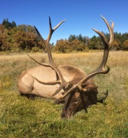 Elk, Turkey