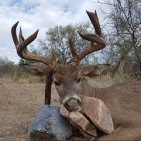 Coues Deer, Mule Deer, Turkey, Predator