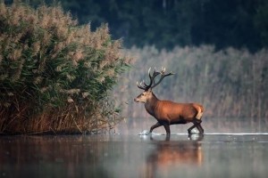 Red Stag, Sika, Fallow, Wild Goat