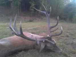 Chamois, Roe Buck, Red Stag, Brown Bear